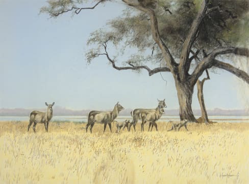 Kim Donaldson; Waterbuck and Baboons