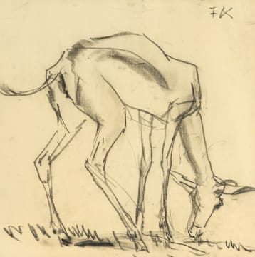 Fritz Krampe; Springbok