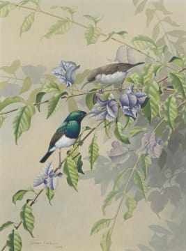 Simon Calburn; White-bellied Sunbird