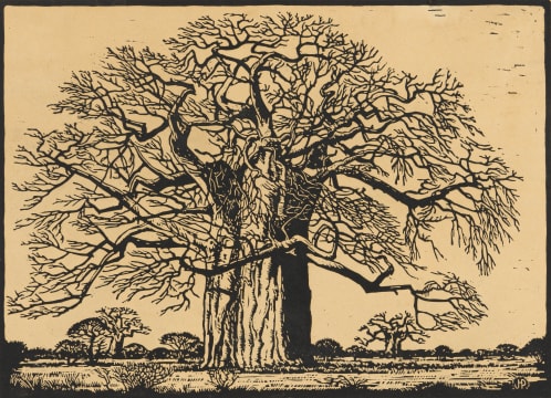 Kremetartboom (nilant 73) By Jacob Hendrik Pierneef 