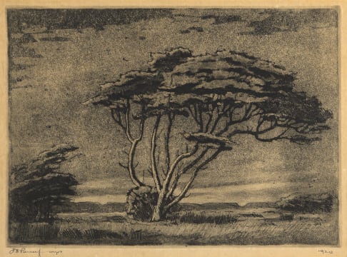 Jacob Hendrik Pierneef; Study of a Tree