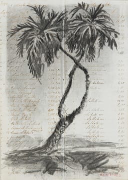 William Kentridge; Palm Trees