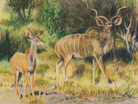 Zakkie Eloff; Kudu