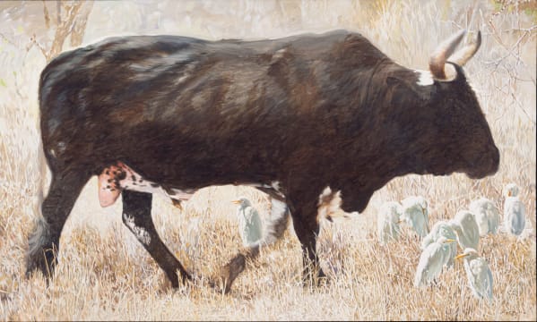 Leigh Voigt; Nguni Bull