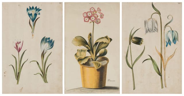 Johann Michael Seligmann; Botanical Study I, Auricula Ursi I, Botanical Study II, three