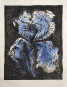 William Kentridge; Black Iris