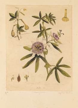 Lyndi Sales; Passion Flower