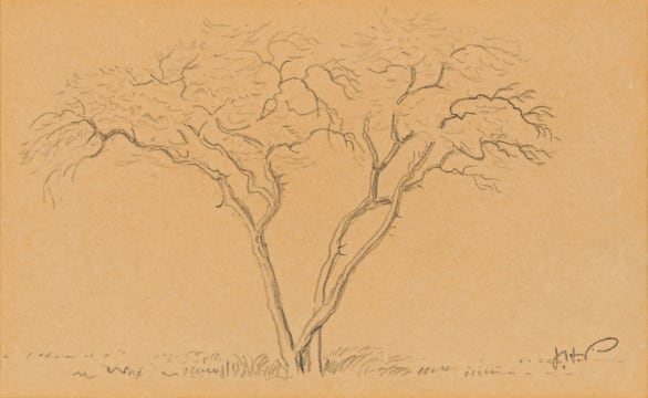 Jacob Hendrik Pierneef; Acacia