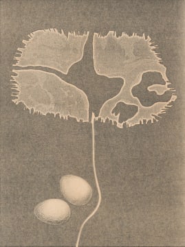 Titia (Elizabeth Laetitia) Ballot; Eskatos (Eschatos)