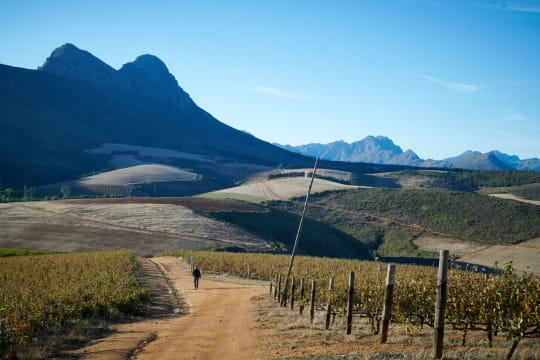 Kanonkop Wine Estate; CWG Paul Sauer; 2020; 24 (4 x 6); 750ml