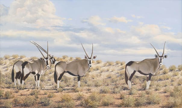 Johann Koch; Gemsbok
