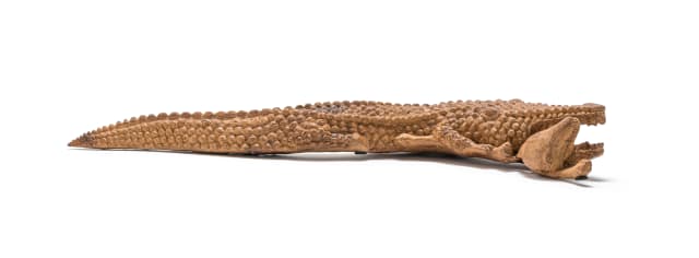 Noria Mabasa; Feeding Crocodile