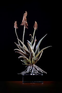Nic Bladen; Aloe Hybrid (BW III/23)