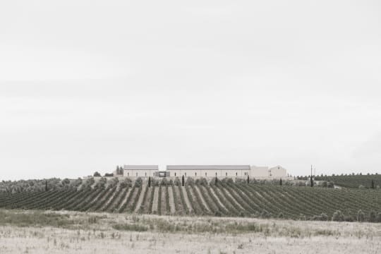 Gabriëlskloof Experience - Tasting and Cellar Tour, followed by lunch at Farro Restaurant