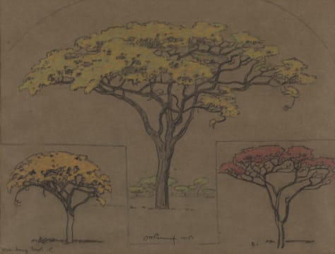 Jacob Hendrik Pierneef; Boomstudies, Waterberg