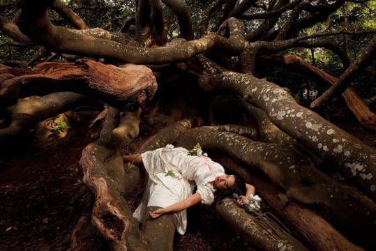 Thania Petersen; God save our hedge 1, Botanical Imperialism Series