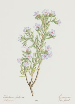 Elbé Joubert Domröse; Lobostemon Fruticosus Lobostemon Boraginaceae