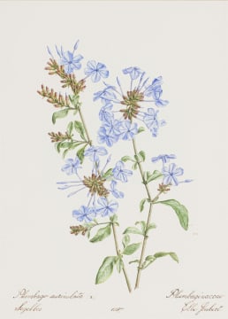 Elbé Joubert Domröse; Plumbago auriculata (x) Segelbos, Plumbaginaceae
