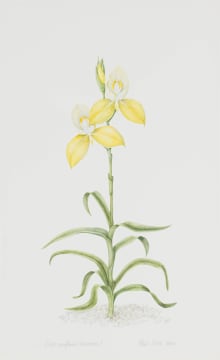 Phil Scott; Disa Uniflora (Worcester)