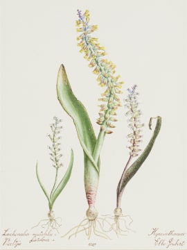 Elbé Joubert Domröse; Lachenalia Mutabilis Fisticlosa Viooltjies, Hyacinthaceae