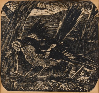 Walter Battiss; Cape Fiscal Shrike