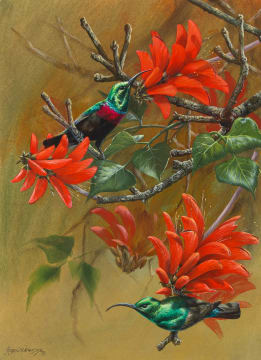 Ingrid Weiersbye; Sunbirds