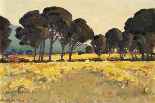 David Botha; Autumn Vineyards and Pine Trees, Suider Paarl (Southern Paarl)