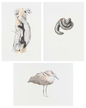 Leigh Voigt; Hamerkop; Songololos; Honey Badger, three
