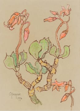 Gregoire Boonzaier; Flowering Pig's Ear