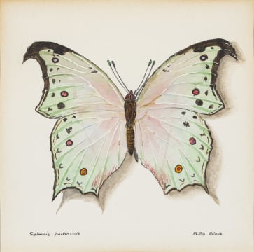 Phillip Grieve; Salamis parhassus (Mother-of-Pearl Butterfly) Artwork