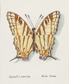 Phillip Grieve; Cyrestis camillus (African Map Butterfly) Artwork