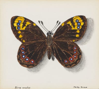 Phillip Grieve; Dira oxylus (Pondoland Widow Butterfly) Artwork