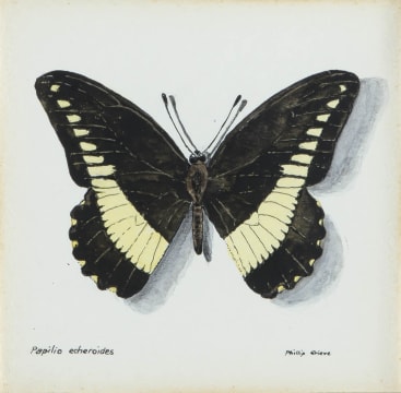 Phillip Grieve; Papilio echeroides (White-banded Swallowtail Butterfly) Artwork