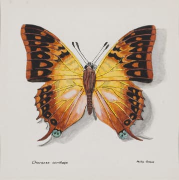Phillip Grieve; Charaxes candiope (Green-Veined Emperor Butterfly) Artwork