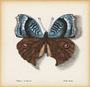 Phillip Grieve; Precis artaxia (African Pansy Butterfly) Artwork