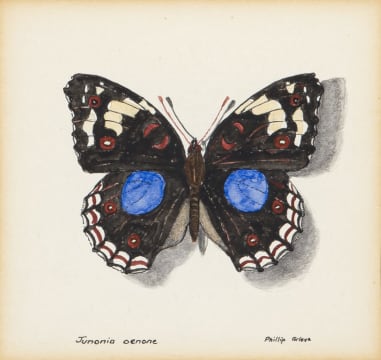 Phillip Grieve; Junonia oenone (Blue Pansy Butterfly) Artwork