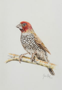 Jeanne Hugo; Red-headed Finch, Rooikopvink, Amadina Erythrocephala