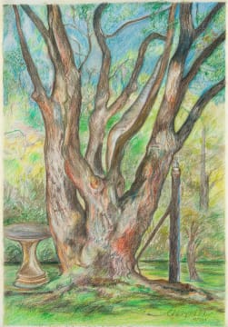 Christopher Peter; Camphor Tree in the Garden at Wildekrans