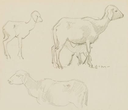Erich Mayer; Sheep Study