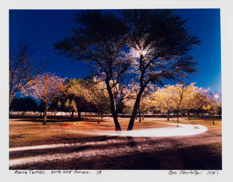 Obie Oberholzer; Acacia Tortilis. North West Province. SA.