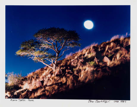 Obie Oberholzer; Acacia Tortilis. Thorn.