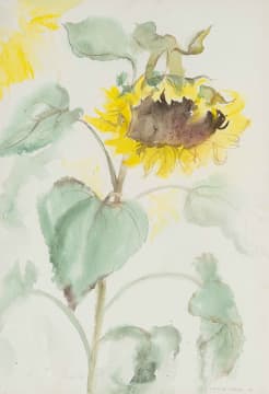 Fleur Ferri; Sunflower