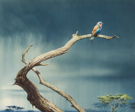 Rodger McPhail; Lilac Breasted Roller