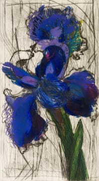 William Kentridge; Dutch Iris