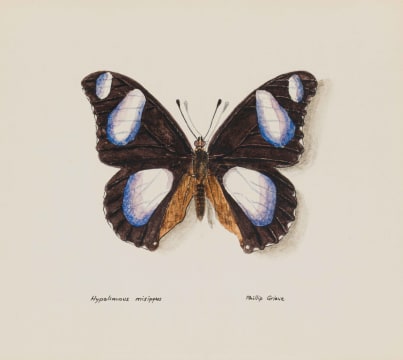 Phillip Grieve; Hypolimnus Misippus (Danaid Eggfly)