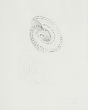 Judith Mason; A Page from an Engen Bestiary - Trumpet