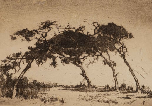 Nita Spilhaus; Trees, from the Trees portfolio