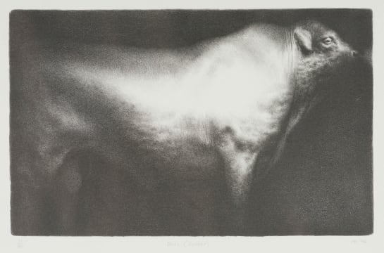 Paul Emsley; Bull (Sussex)