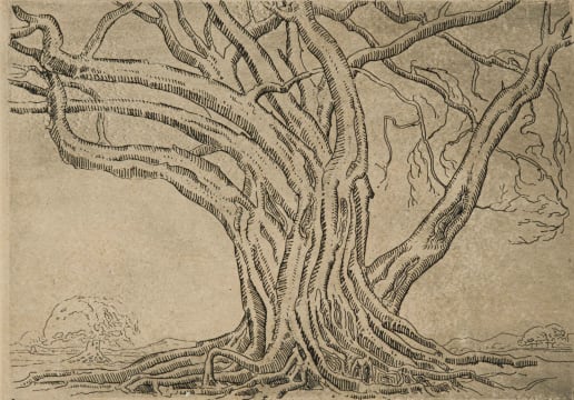 Jacob Hendrik Pierneef; Tree with Exposed Roots