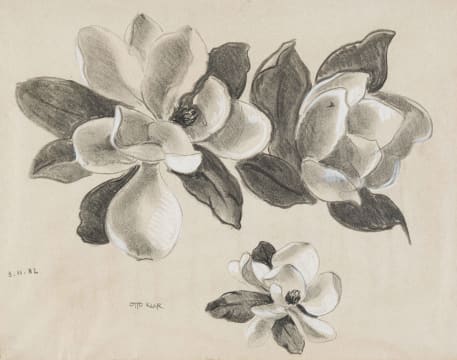 Otto Klar; Magnolia Study